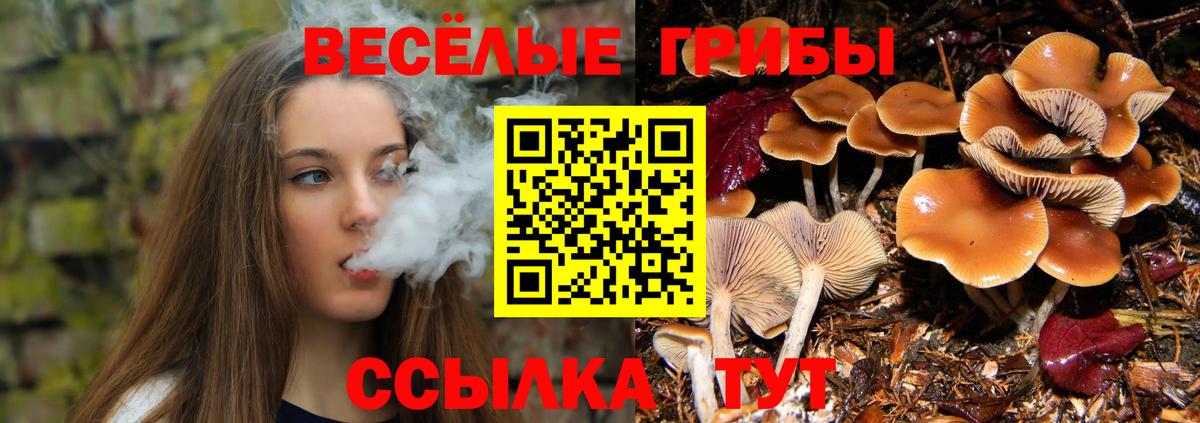 Псилоцибиновые грибы мицелий  Вход с VPN  Кингисепп 